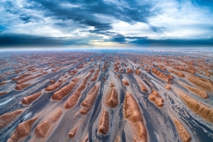 ISFA Gold Medal+ $150 USD